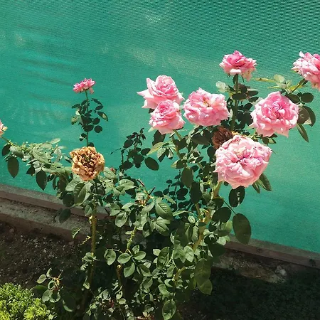 Royal Complex Holiday